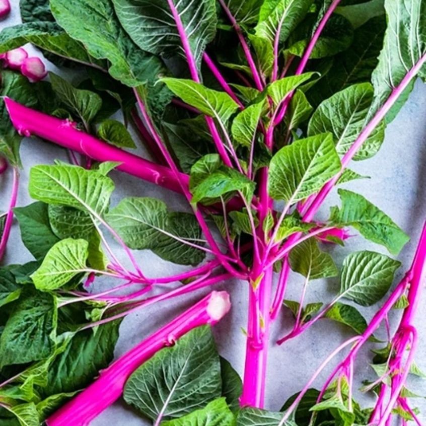 300 เมล็ด ผักโขม ผักขม Amaranthus Seeds Non-GMO ผักสวนครัว สายพันธุ์ ผักโขมก้านสีชมพู