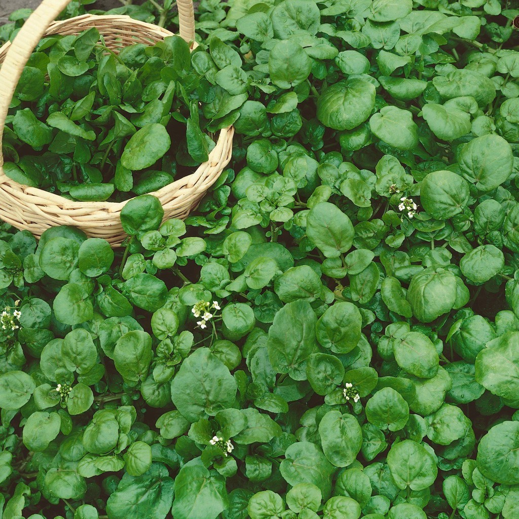 100 เมล็ด ผักน้ำ ผักน้ำเบตง วอเตอร์เคส Water Cress Seeds เก็บเกี่ยวไว้