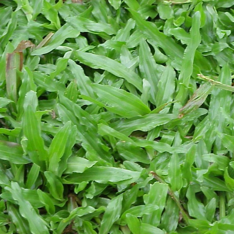 1000 เมล็ด หญ้ามาเลย์ หญ้ามาเลเซีย สนามหญ้าพื้นสวน Grass Seeds