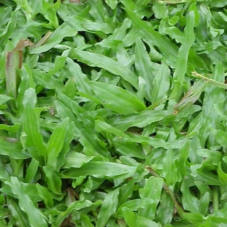 1000 เมล็ด หญ้ามาเลย์ หญ้ามาเลเซีย สนามหญ้าพื้นสวน Grass Seeds