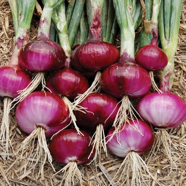 30 เมล็ด หัวหอม Onion Seed สายพันธุ์ Red Burgundy Onion