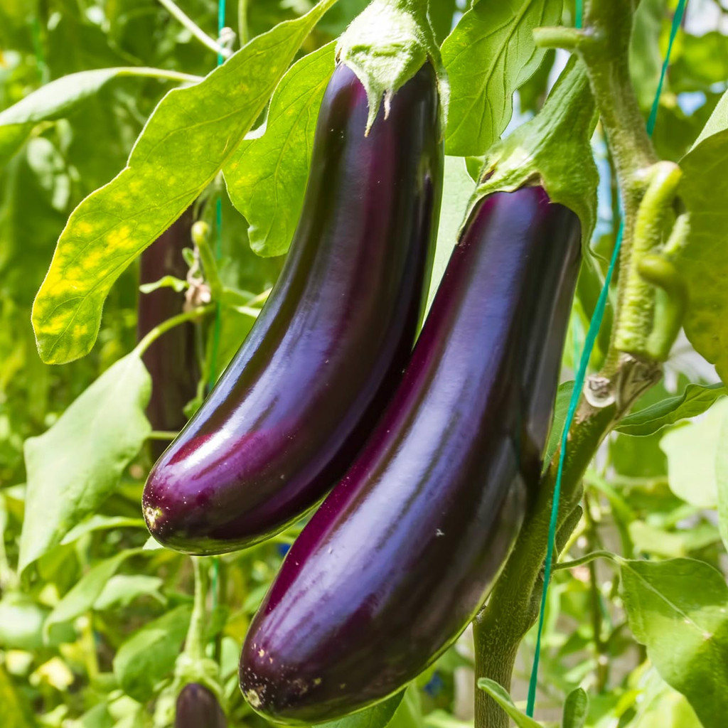 100 เมล็ด เมล็ดผัก มะเขือ สวนครัว ปลูกผักปลอดสาร Eggplant Vegetable Seeds สายพันธุ์ Diamond Eggplant