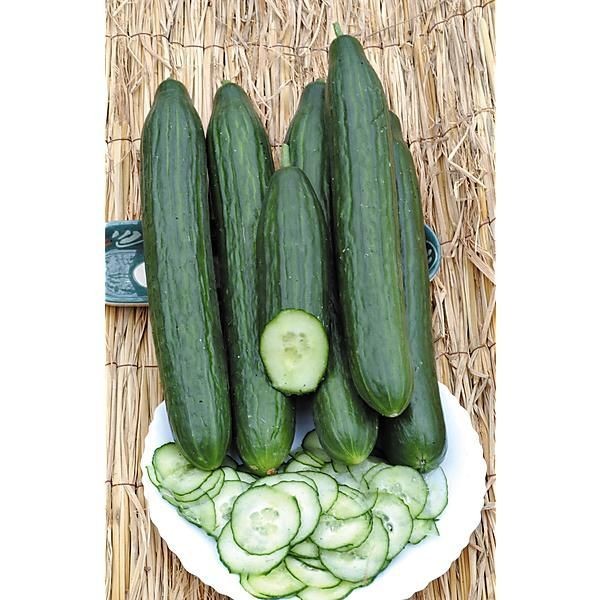 30 เมล็ด เมล็ดพันธุ์ แตงกวา แตงขี้ไก่ แตงปี แตงร้าน Non-GMO Cucumber Seeds สายพันธุ์ F1 Paska