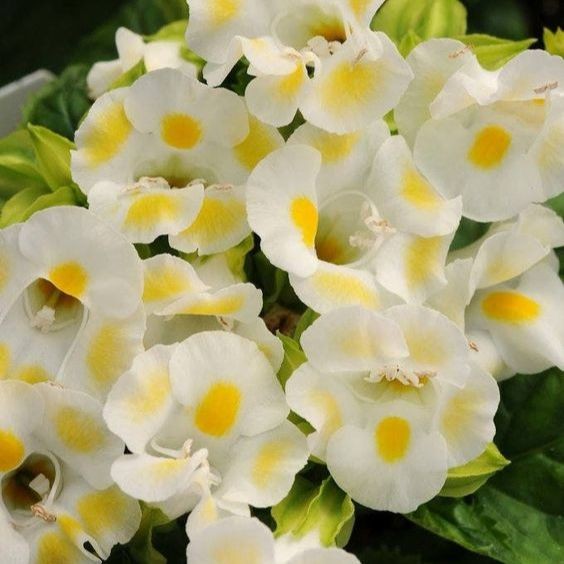 100 เมล็ด แววมยุรา เกล็ดหอย แววมยุเรศ หญ้าลิ้นเงือก แววมยุรา ทอรีเนีย Torenia สายพันธุ์ Lemon Drop