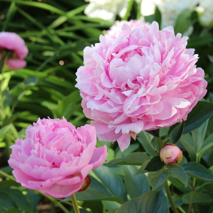5 เมล็ด โบตั๋น Peony Seeds สายพันธุ์ Sarah Bernhardt peony