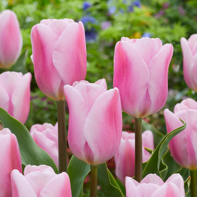 20 เมล็ด ดอกไม้ ทิวลิป Tulipa Seeds สายพันธุ์ Tulip Synaeda Amor