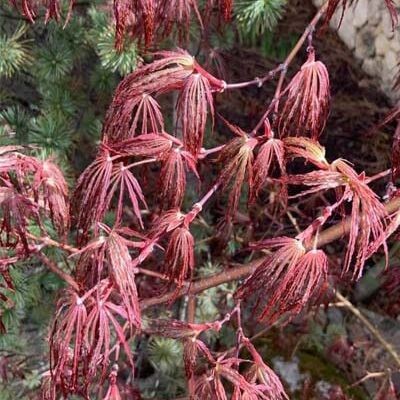 10 เมล็ด Maple (เมเปิล) ต้นใบสี สัญลักษณ์แห่งการบอกรัก Bonsai Seeds สายพันธุ์ Crimson Queen Japanese