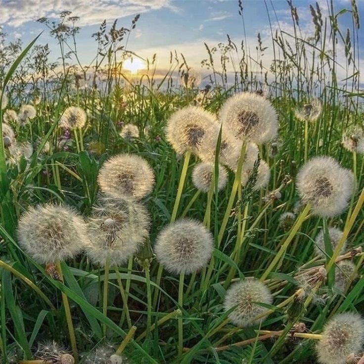 50 เมล็ด แดนดิไลออน ดอกไม้แห่งความหวัง Dandelion