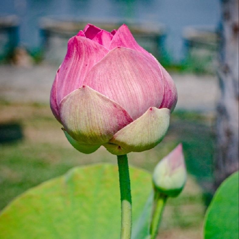 5 เมล็ด  ดอกบัว บัว สัตตบงกช สัตตบุษบ์ ปทุมชาติ บัวฉัตร บัวหลวง Lotus Seeds สายพันธุ์ สัตตบงกช