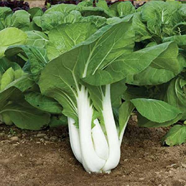 200 เมล็ด มินิบ็อกฉ่อย บ๊อกฉ่อย เบบี้ผักฉ่อย (Bok Choy)