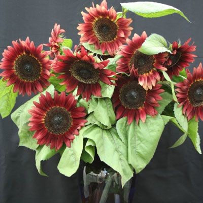 20 เมล็ด ดอกทานตะวันแคระ มินิ ทานตะวัน Dwarf Sunflower Seeds สายพันธุ์ Pro Cut Red F1