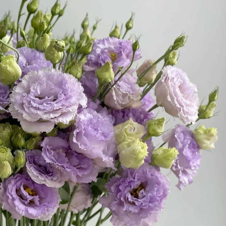 20 เมล็ด ลิเซียนทัส กุหลาบไร้หนาม กุหลาบเวียดนาม อัสโตม่า Eustoma ดอกสีม่วง