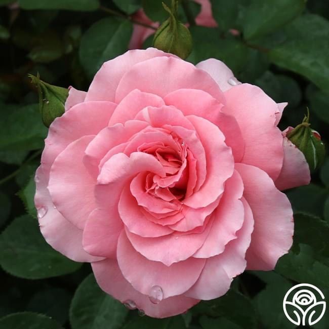 15 เมล็ด กุหลาบ Rose Seeds สายพันธุ์ Sexy Rexy