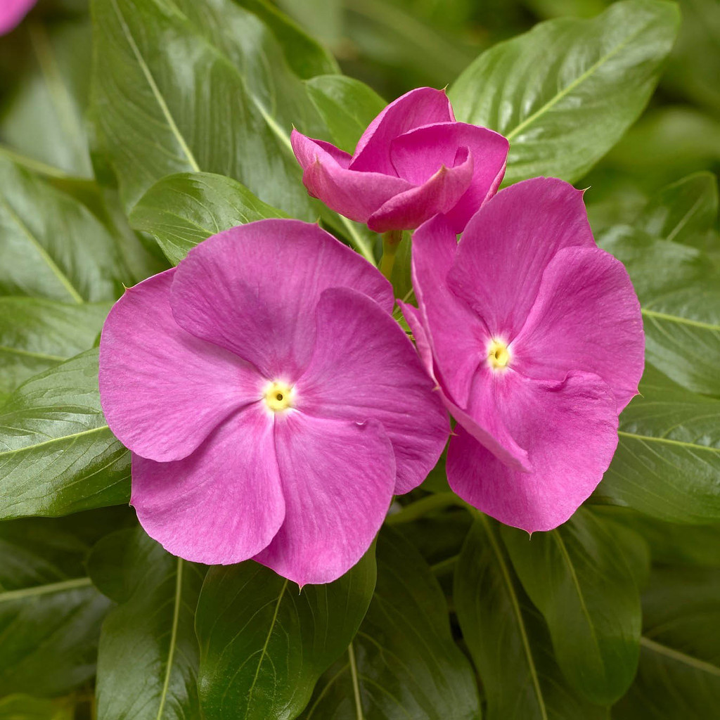 20 เมล็ด ดอกแพงพวย แพงพวยฝรั่ง เมล็ด Vinca Periwinkle Seeds สายพันธุ์ Orchid