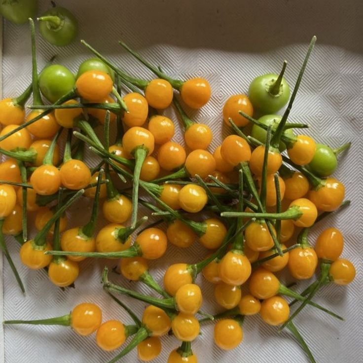 20 เมล็ด พริก Chili pepper Seeds สายพันธุ์ Aji Charapita