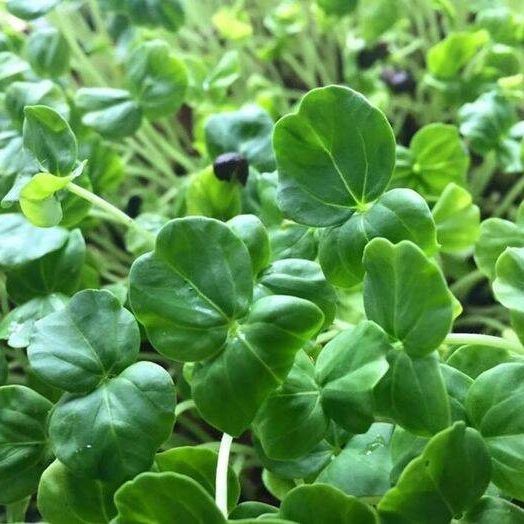 100 เมล็ด เมล็ดพันธุ์ กระเจี๊ยบงอกกินต้นอ่อน Microgreen Seeds