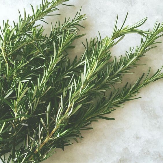 20 เมล็ด โรสแมรี่ เป็นเครื่องเทศชนิดหนึ่ง Rosemary Seeds