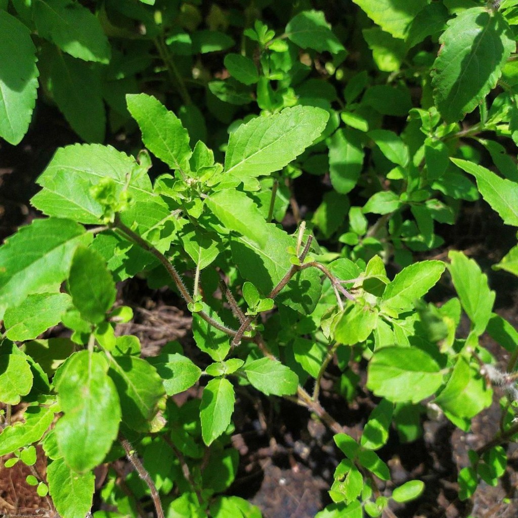 1000 เมล็ด กะเพราป่า กลิ่นฉุนรสเผ็ด กลิ่นหอมแรง