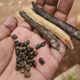 20 เมล็ด ดอกอัญชัน ดอกไม้สวรรค์ ผักออแกนิค สวนครัว ปลูกในกระถางได้ Vegetable Seeds สีแดง