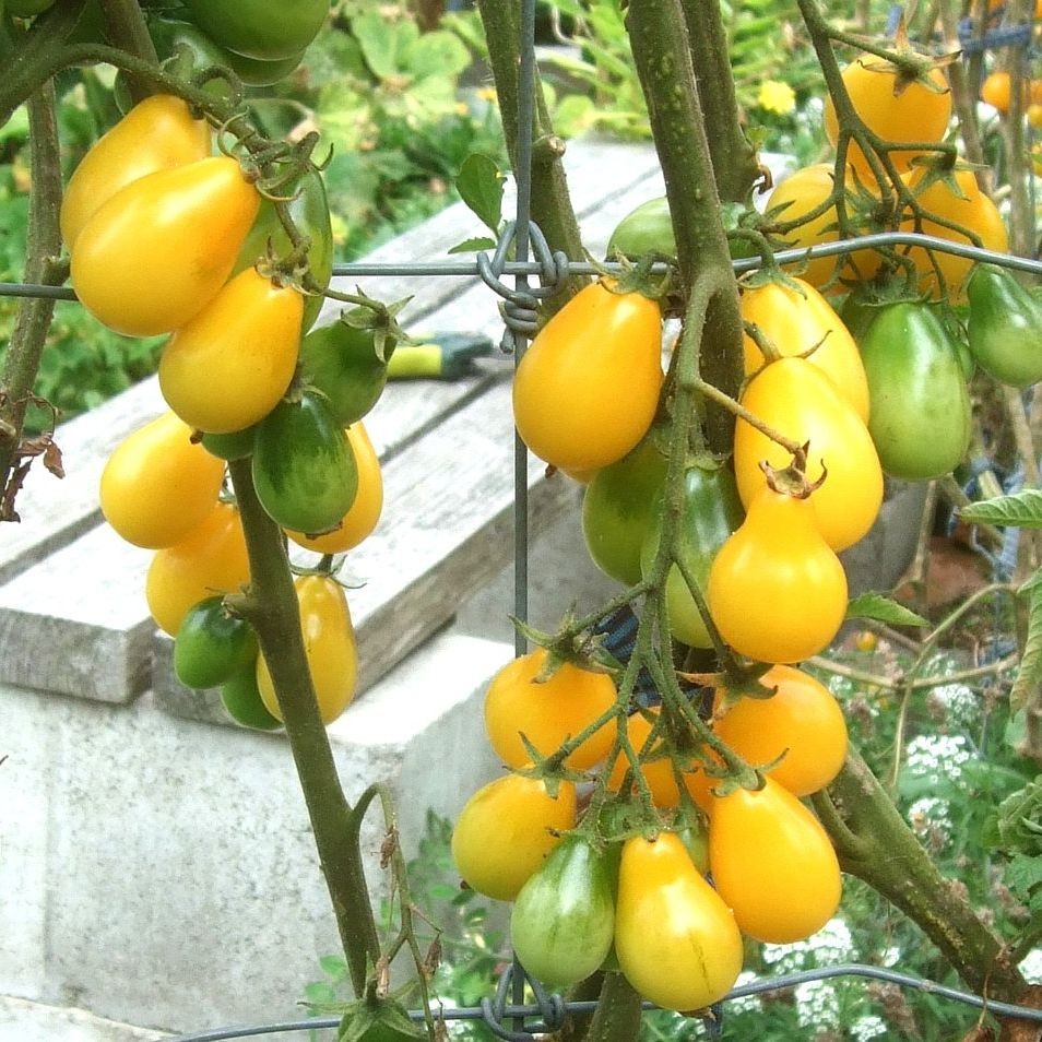 30 เมล็ด มะเขือเทศ สายพันธุ์นอก เมล็ดผัก Tomato Seeds สายพันธุ์ CORINA TOMATO