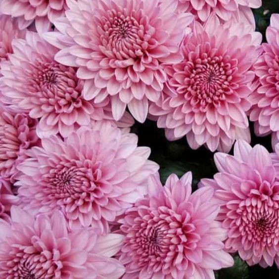 100 เมล็ด เบญจมาศ Chrysanthemum Seeds สายพันธุ์ Light Pink Cushion Mum