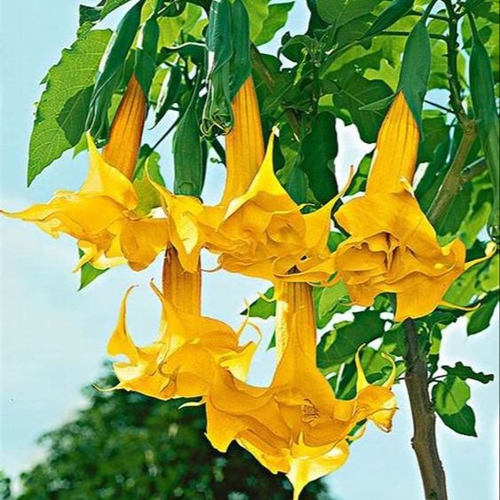 15 เมล็ด ดอกแตรนางฟ้า ดอกลำโพง Angel of Trumpet Brugmansia species สายพันธุ์ Yellow Angel Trumpet
