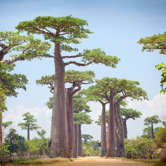 4 เมล็ด เบาบับ ต้นไม้อวบน้ำขนาดยักษ์ รูปทรงโดดเด่น Adansonia digitata บาวบาบ Baobab