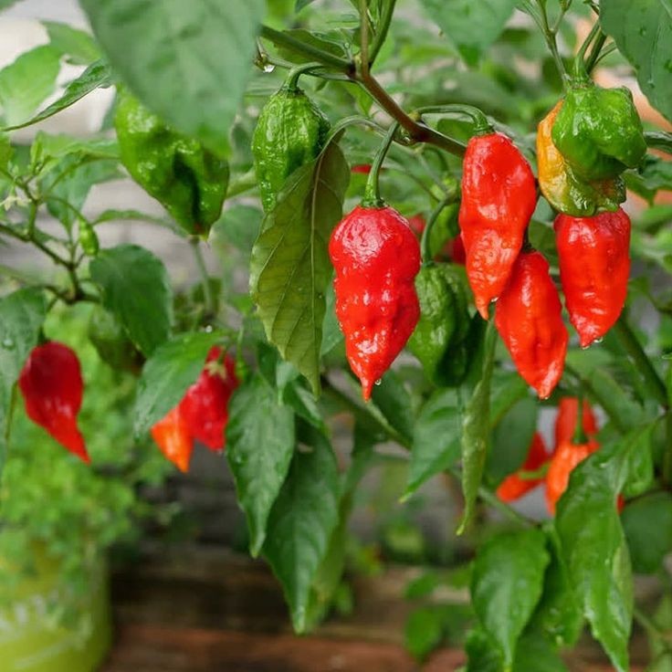 20 เมล็ด พริก Chili pepper Seeds สายพันธุ์ Ghost Pepper