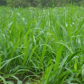 1000 เมล็ด หญ้ารูซี่ ปรับหน้าดิน และ อาหารสัตว์ Brachiaria ruziziensis Seeds