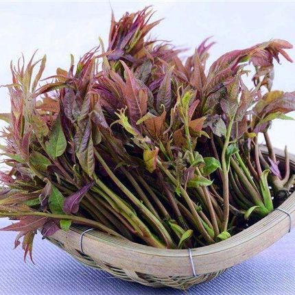 20 เมล็ด ผักตูน ผักหวานป่าเกาหลี รสชาติหวานกรอบ Toona Sinensis