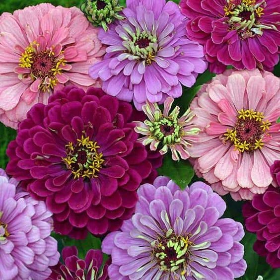 100 เมล็ด ดอกไม้ บานชื่น ความหมาย แสดงถึงความเบิกบานมีความสุข Zinnia Seeds สายพันธุ์ Deco zinnia