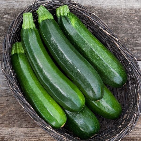 10 เมล็ด ซูกินี บวบฝรั่ง หรือ คอร์เกตต์ courgette Zucchini Seeds สายพันธุ์ Aeronaut ราคา ถูกที่สุด ดีลบีเคเค