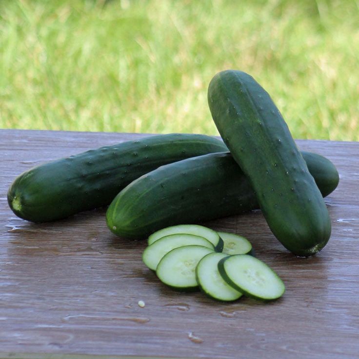 30 เมล็ด เมล็ดพันธุ์ แตงกวา แตงขี้ไก่ แตงร้าน Non-GMO Cucumber Seeds สายพันธุ์ Raider F1