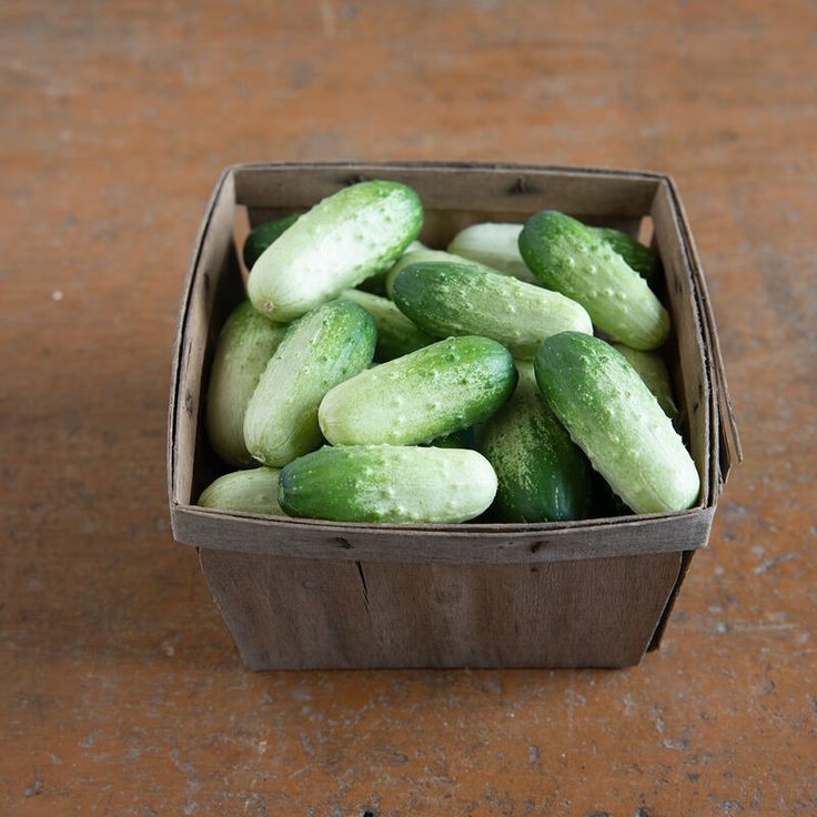 30 เมล็ด เมล็ดพันธุ์ แตงกวา แตงขี้ไก่ แตงปี แตงร้าน Non-GMO Cucumber สายพันธุ์ Quirk - (F1)