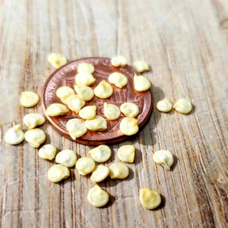50 เมล็ด พริกแด้ พริกแต้ พริกนก พริกแจว Pepper Seeds สายพันธุ์ พริกกะเหรี่ยงยาว