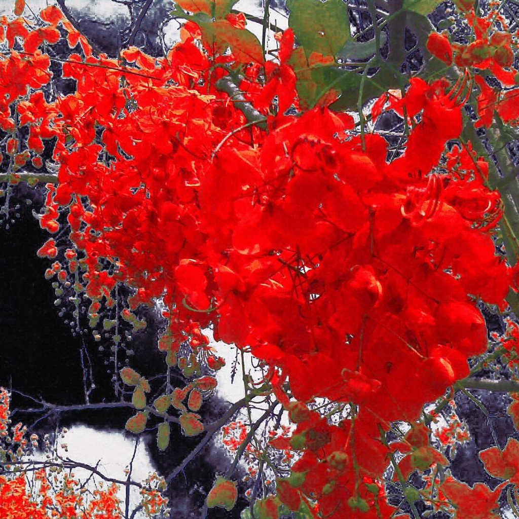 15 เมล็ด ดอกคูน ดอกคูณ ราชพฤกษ์ คูน Golden shower Indian laburnum Pudding-pipe tree Seeds ดอกสีแดง