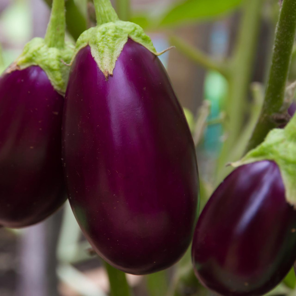 100 เมล็ด เมล็ดผัก มะเขือ สวนครัว ปลูกผักปลอดสาร Eggplant Vegetable Seeds สายพันธุ์ Rosita Eggplant