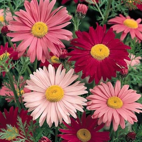 100 เมล็ด เบญจมาศ Chrysanthemum Seeds สายพันธุ์ Robinsons Mix
