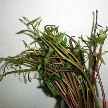 50 เมล็ด ผักบุ้งแดง ผักบุ้งส้มตำ เมล็ดผัก ปลอดสาร