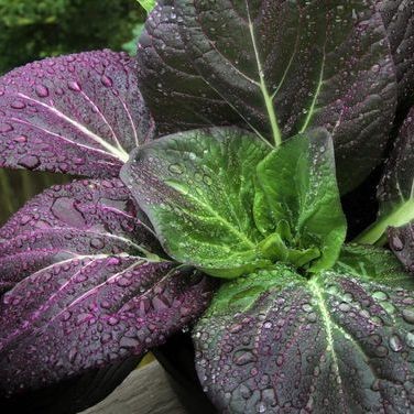 100 เมล็ด มินิบ็อกฉ่อย บ๊อกฉ่อย เบบี้ผักฉ่อย สีม่วง (Bok Choy) ลูกผสม