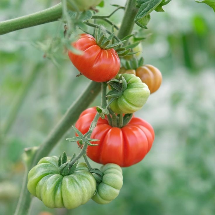 20 เมล็ด มะเขือเทศ มะเขือส้ม Tomato Seeds สายพันธุ์ Italian Tomato Costoluto Fiorentino