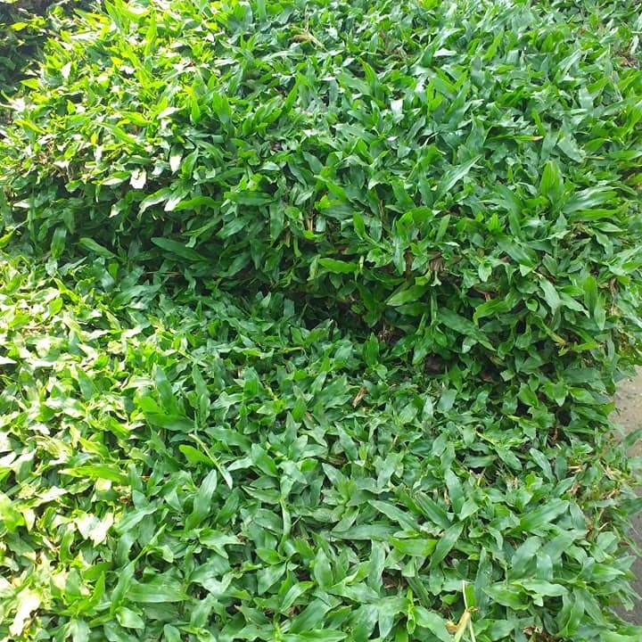 500 เมล็ด หญ้าไทเป หญ้ามาเลเซียแคระ Pearl Grass Carpet