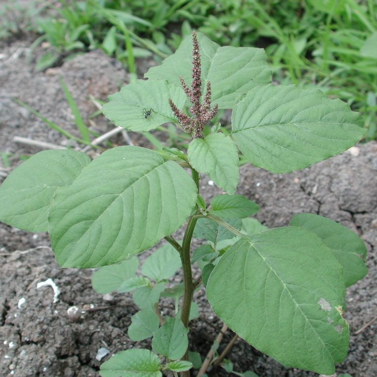 500 เมล็ด ผักโขม ผักขม Amaranthus Seeds สายพันธุ์ ผักโขมบ้าน
