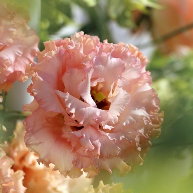 20 เมล็ด ลิเซียนทัส กุหลาบไร้หนาม กุหลาบเวียดนาม อัสโตม่า Eustoma ดอกสีส้ม