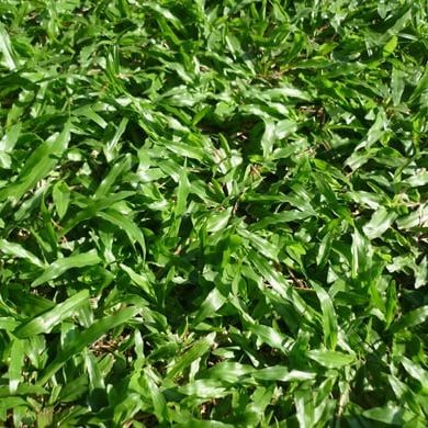 1000 เมล็ด หญ้า หญ้าสนาม หญ้าประดับสวน Grass Seeds สายพันธุ์ หญ้ามาเลเซีย Malaysia Grass (Carpet gra