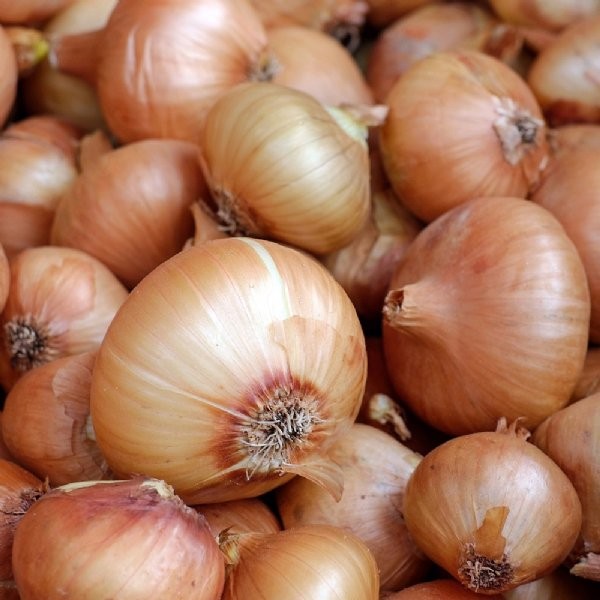 30 เมล็ด หัวหอม Onion Seed สายพันธุ์ Candy Onion