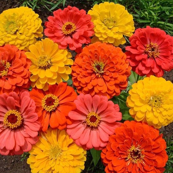 100 เมล็ด บานชื่น ความหมาย แสดงถึงความเบิกบานมีความสุข Zinnia Seeds สายพันธุ์ Fruit Smoothie Zinnia