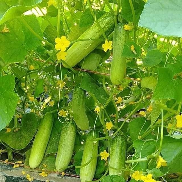 35 เมล็ด แตงกวา แตงกวาลูกผสม แบมแบม cucumber
