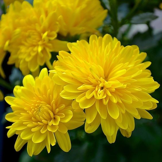 100 เมล็ด ดอกไม้ เบญจมาศ Chrysanthemum Seeds สายพันธุ์ Yellow Chrysanthemum