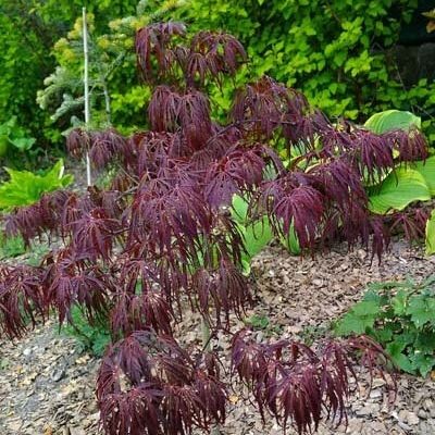 10 เมล็ด Maple (เมเปิล) ต้นใบสี สัญลักษณ์แห่งการบอกรัก Bonsai Seeds สายพันธุ์ Tamukeyama Japanese Ma